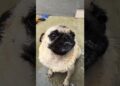 Já sabia disso? #pug #china #realeza #imperial #cachorro