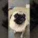 Já sabia disso? #pug #china #realeza #imperial #cachorro