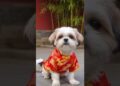 DE LA REALEZA #parati #pets #shihtzus #humor