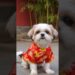 DE LA REALEZA #parati #pets #shihtzus #humor