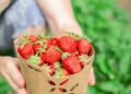 A turnê "Strawberries", da cantora Erin Lunsford, mescla música e ativismo