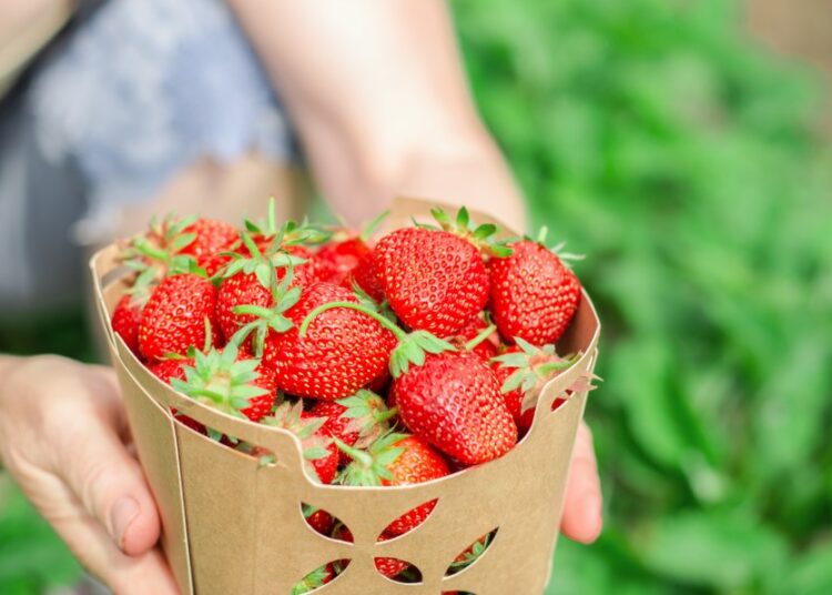 A turnê "Strawberries", da cantora Erin Lunsford, mescla música e ativismo