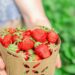 A turnê "Strawberries", da cantora Erin Lunsford, mescla música e ativismo