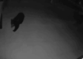 Black Bear avistado perto da escola primária de Utah mudou - National Enquirer