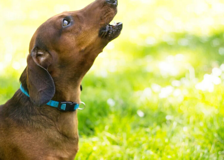 Dachshund Puppy canta junto com a música Ariane Grande e estamos adorando