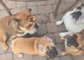 Ariel, Tinkerbell, Nala e Elsa
