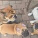 Ariel, Tinkerbell, Nala e Elsa
