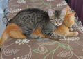 Louie e Sam