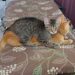 Louie e Sam