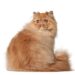 Gato persa vestido como Dolly Parton é um ícone de estilo absoluto