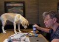 George Stephanopoulos, do GMA, pegou de surpresa dentro da casa da família pelo comportamento indisciplinado de seu filhote