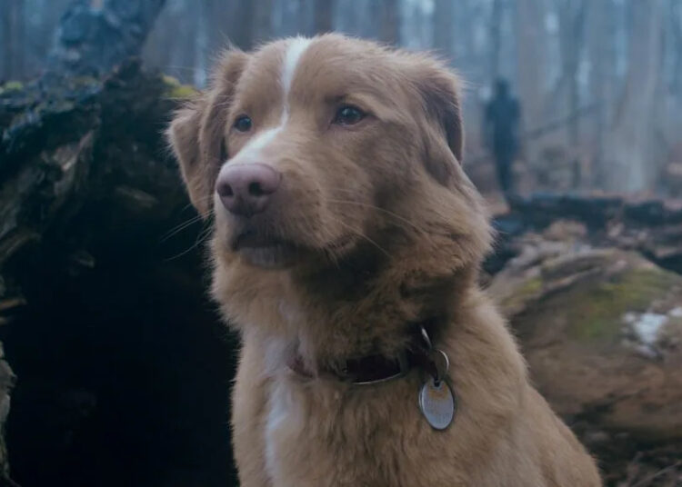 Good Boy Diretor reage ao filme de terror se tornando viral por medo que o cachorro morreria, e por que ele está bem revelando a resposta