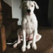 Josh Hall anuncia os dias de morte de Dog depois de finalizar o divórcio de Christina Haack