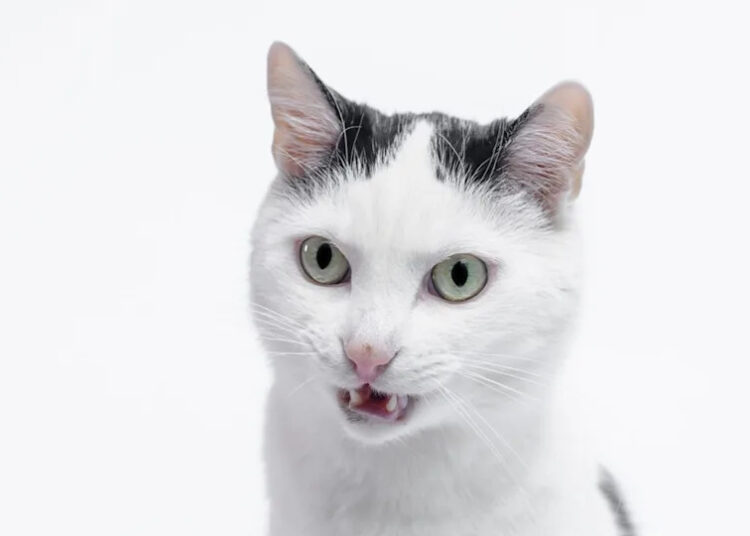 Mamãe afirma que seu gato se parece com 'Art the Clown' dos filmes 'Terrifier', e Tbh, é muito assustador