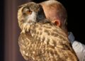 Mostra de animais selvagens: educação através do entretenimento [PHOTOS]