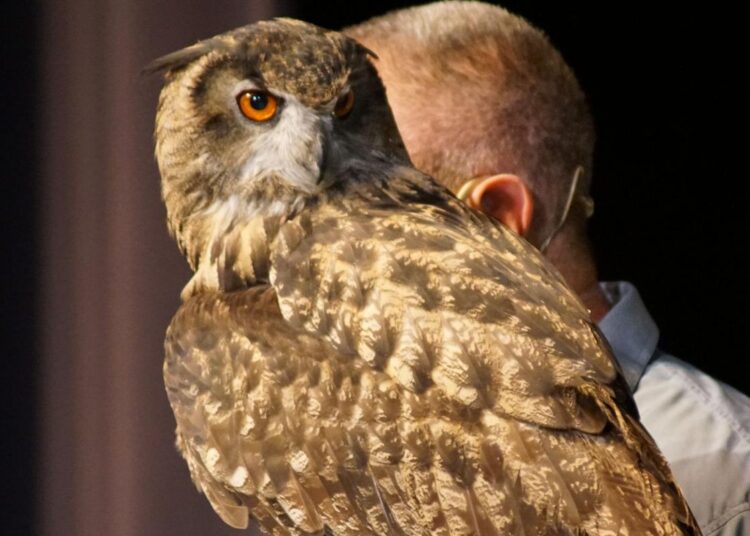 Mostra de animais selvagens: educação através do entretenimento [PHOTOS]