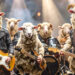 Ovelha louca? Anthrax se torna as últimas vítimas de impostores de AI Slop