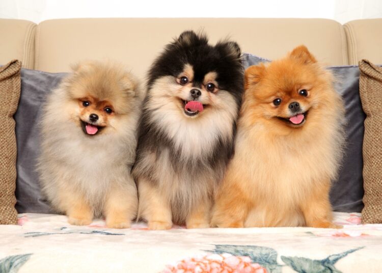 Pomerânios ousados ​​formam banda de rock e nos deixam esperando datas de turnê