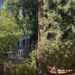 Preocupações e celebridades apoiam a luta de combustível para salvar Redwood Grove em Seattle