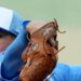 Sem bobby? Sem problemas! Royals derrota os gêmeos 11-2
