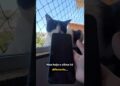 📖 Diário do Pipoca – Celular quebrado, fofocas da janela e um pedido especial pros Irmãos Vita!