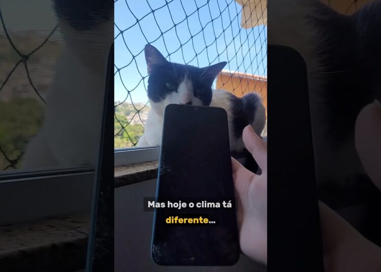 📖 Diário do Pipoca – Celular quebrado, fofocas da janela e um pedido especial pros Irmãos Vita!