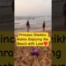 Princess Sheikha Mahra Enjoying the Beach with Love♥️ #dubai #royal #family #viral #shorts