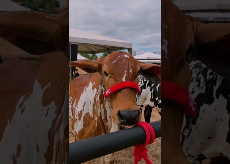 Grande Realeza 2025!  #remateweb #gado  #fazenda #shorts