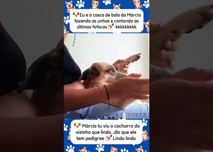 Cachorro engraçado – Contando as fofocas 💅🏻 #shorts #viralshorts #memes #pets