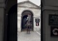 The Blues and royals, lovely ma knows the rules #horse #tourism #travel #trending  #trendingshorts