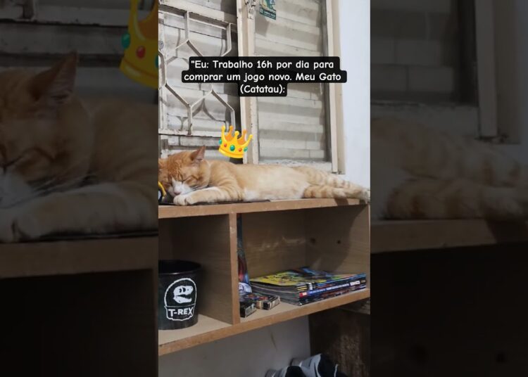 A Realeza que vive no meu Setup. 👑 #GatoGamer #Catatau