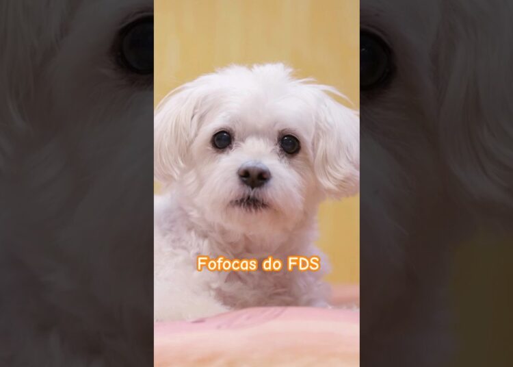 Fofocas da segunda o que rolou no fim de semana 🐾😂