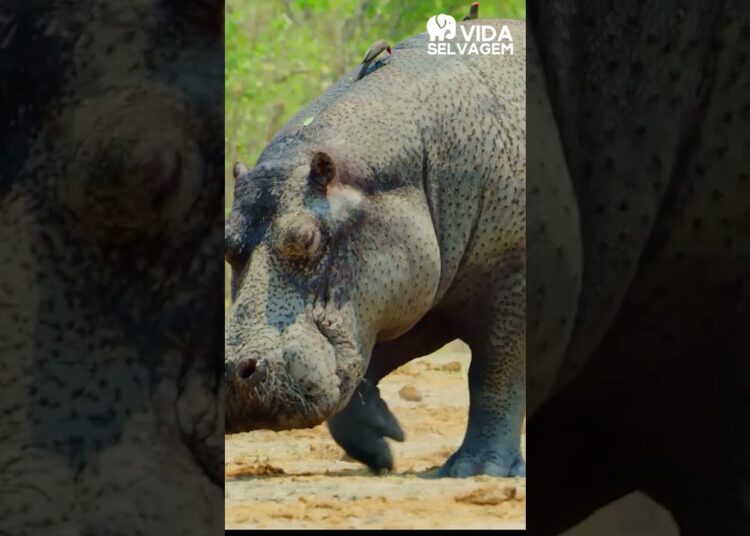 Força Bruta vs Realeza da Selva – Quem Vence? – VIDA SELVAGEM #animaisselvagens #wildlife #savana