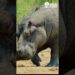 Força Bruta vs Realeza da Selva – Quem Vence? – VIDA SELVAGEM #animaisselvagens #wildlife #savana