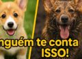 Como é Ter Um Corgi , Conheça mais Sobre a Raça da Realeza Britânica.