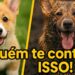 Como é Ter Um Corgi , Conheça mais Sobre a Raça da Realeza Britânica.
