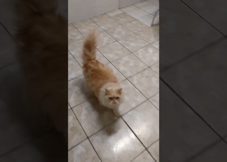 27 de outubro de 2025 #gatos #cat #funny #realeza #persiancat