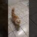 27 de outubro de 2025 #gatos #cat #funny #realeza #persiancat