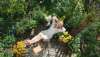 plantas para estresse_1.jpg