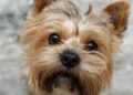 Adoráveis ​​pequenos Yorkies trazem divertidamente o 'Frango? Meme da Banana para a Vida