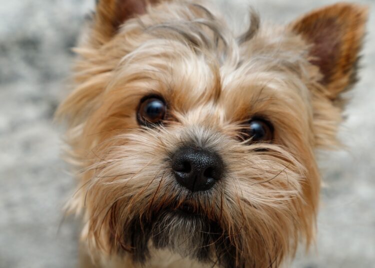 Adoráveis ​​pequenos Yorkies trazem divertidamente o 'Frango? Meme da Banana para a Vida