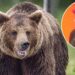 Amado árbitro de luta livre profissional morto em terrível ataque de urso