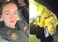 Cachorro herói chamado Bisonho salva mulher da Flórida ao ajudar a polícia a localizá-la após o outono na Flórida – Globe Magazine