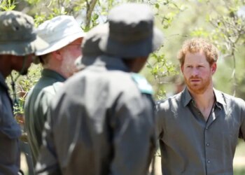 Caridade ligada ao príncipe Harry perde o mandato para gerenciar reservas de vida selvagem no Chade