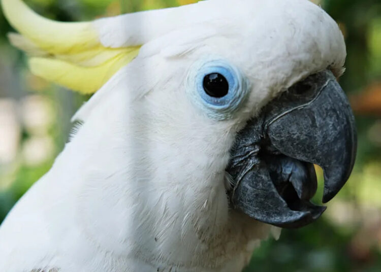 Doce cacatua dançando ao som do Black Eyed Peas é a coisa mais engraçada que você verá hoje