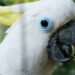 Doce cacatua dançando ao som do Black Eyed Peas é a coisa mais engraçada que você verá hoje