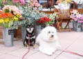 Estrelas de patas: atores de quatro patas roubam a cena dos humanos em novos filmes e séries