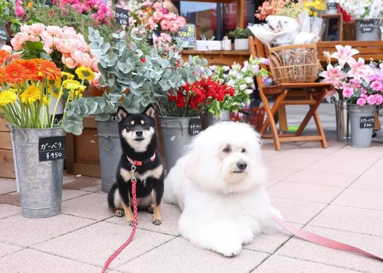 Estrelas de patas: atores de quatro patas roubam a cena dos humanos em novos filmes e séries