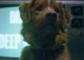 Good Boy Diretor confirma o destino do cachorro no filme de terror