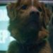 Good Boy Diretor confirma o destino do cachorro no filme de terror